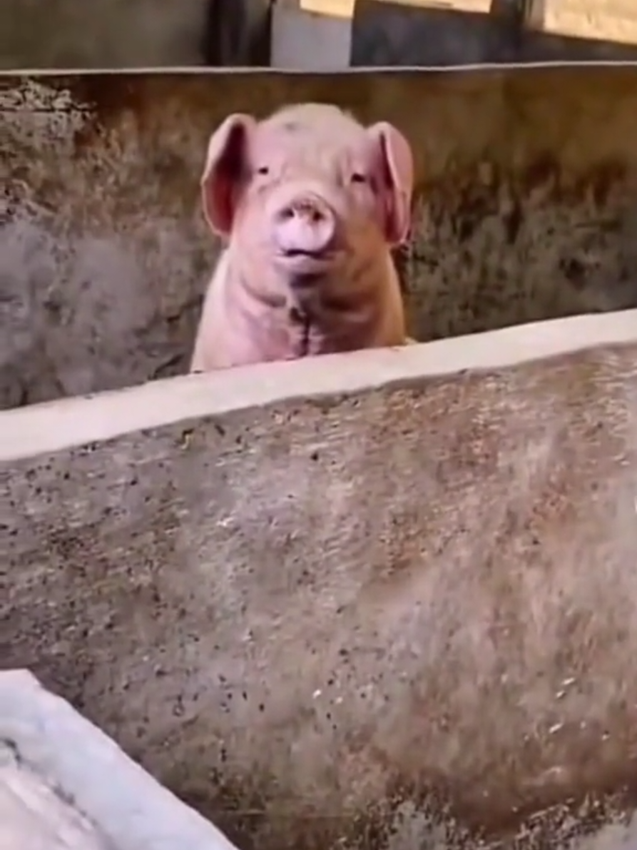 Perpisahan terakhir bersama majikan #penampahangalungan #galungan #galungandankuningan #bali #fyp 