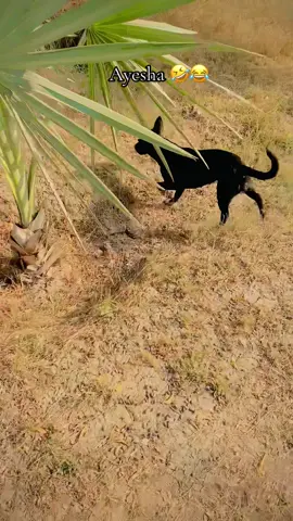 Ayesha 🤣#foryou #foryoupage #viral #dikhan #gomaluniversity 