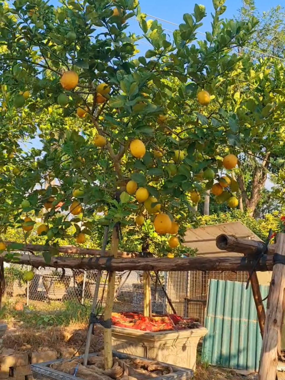 Cây Chanh vàng mỹ sẵn trái