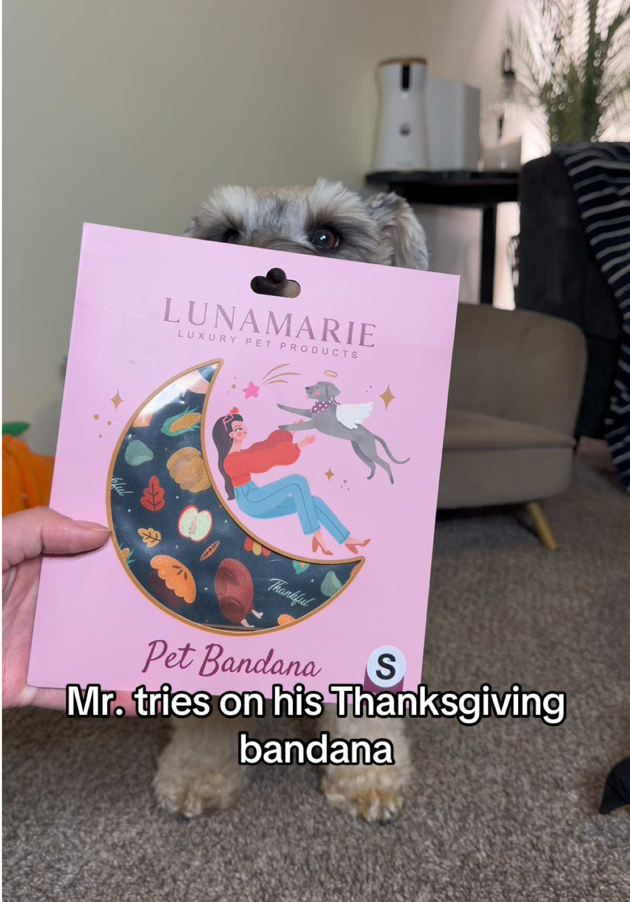 Mister’s new Thanksgiving bandana from Luna Marie is so adorable 🦃 and it comes with a cute dog mom sticker! 🐶💖 #MiniSchnauzer #DogTok #PetTok #DogTryOn #ThanksgivingDog