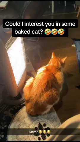 could I interest you in some baked cat? 🤣🤣🤣 #catlife #MeowModeActivated #funnyreels #catsofinstagram #meowmode #catsagram #catitude #catsoftiktok 