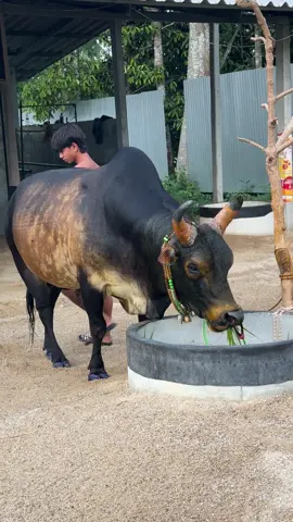 ยังอีกไม่กี่วันแล้ว ฝากเชียร์ผมด้วยนะคับ💚🐉#โหนดงามเพชรมงคลชัย_มังกรหยก #มังกรหยก #พี่สไนท์น้องมีตังค์ #ilovetiktok 