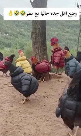 #اكسبلور_تيك_توك🌹🎶🎵🇸🇦khuja_2021🎻♥️ #😅😅😅😅😅viralvideo 