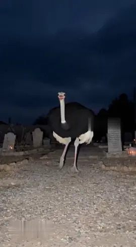 اعوذ بالله من الشيطان الرجيم😱#viral 