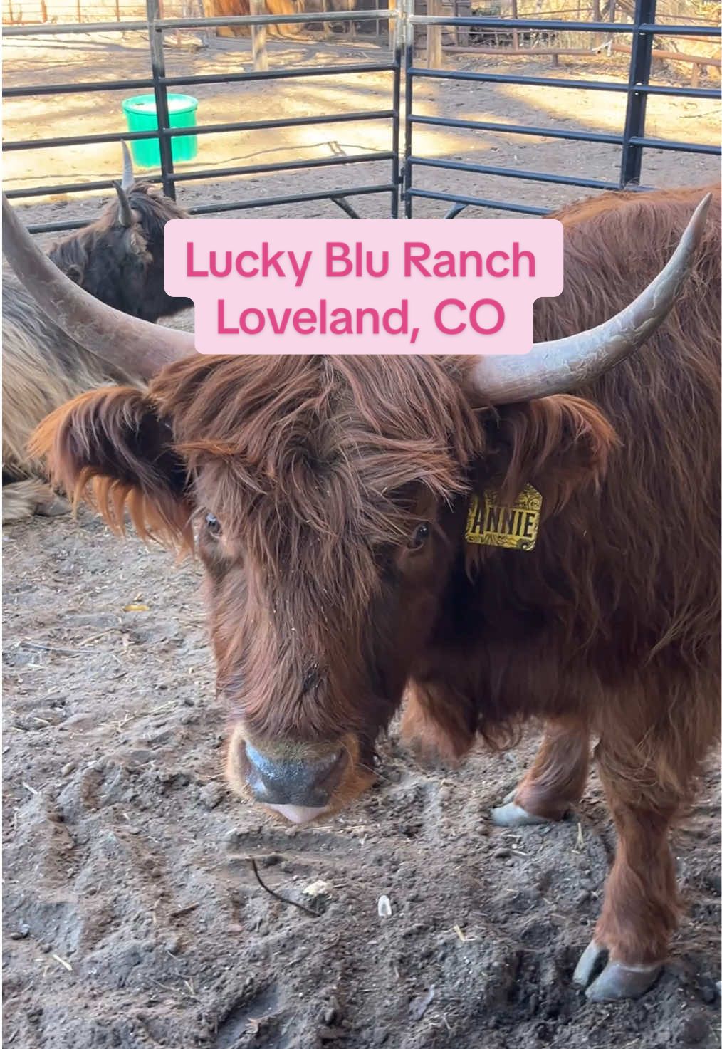 lucky blu ranch 📍 6239 W US Hwy 34 Loveland, CO  80537 had so much fun petting the cows and mini donkey ❤️🐮 #highlandcow #highlandcowsoftiktok #minidonkey #colorado #cowsoftiktok 