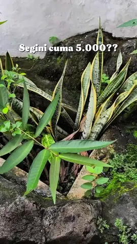 jangans ampai ketinggalan promonya #parfum #luceroparfum #fyppppppppppppppppppppppp #parfumviral #parfummurah 