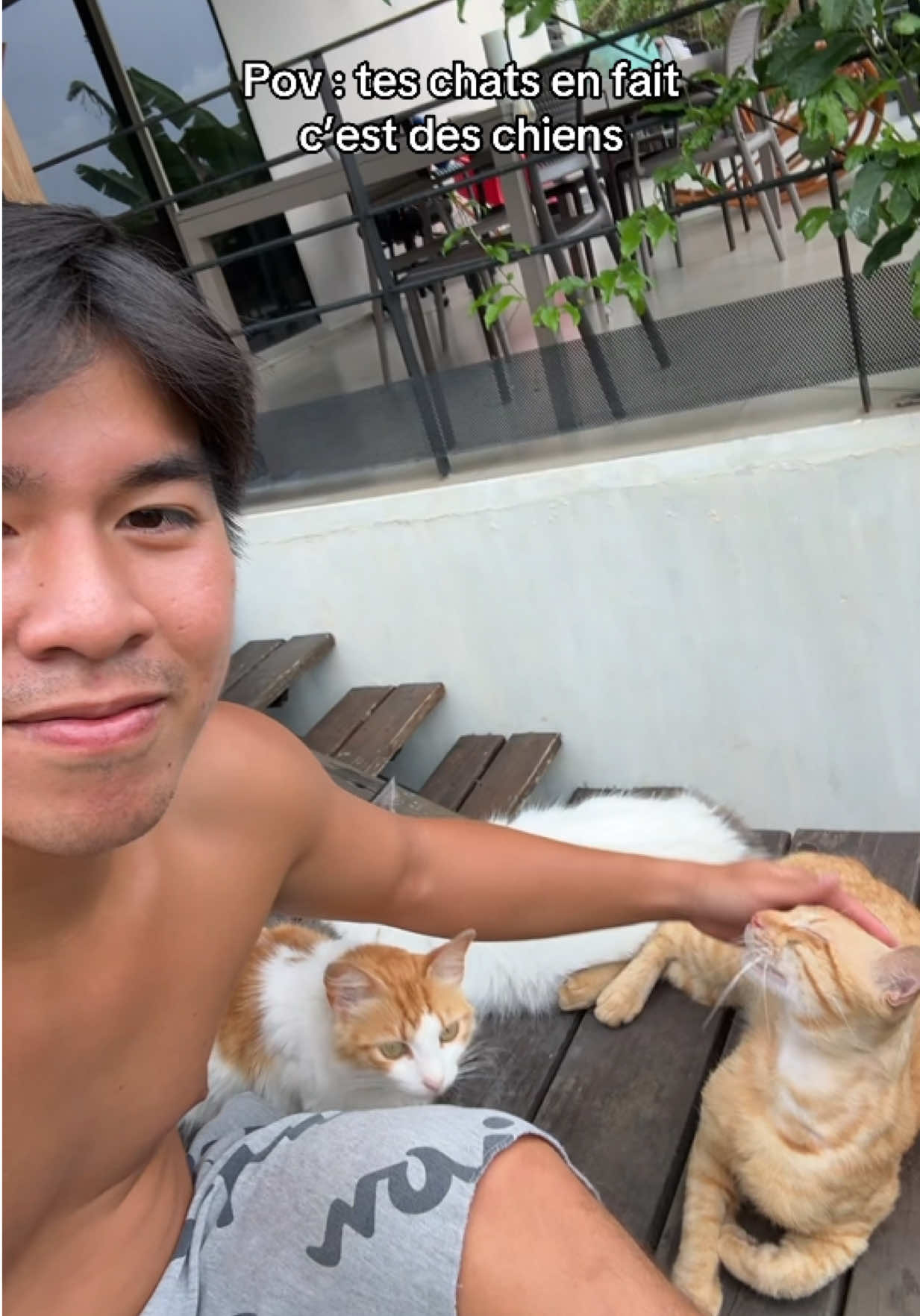 Des chats comme ça ou rien 😂🥰 #fyp #pourtoi 