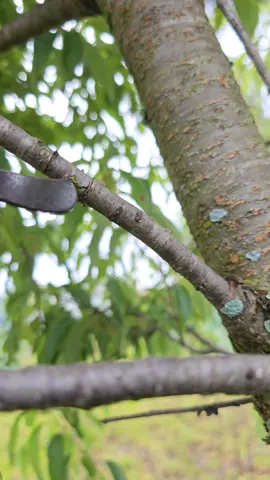 Learn how girdling concentrates nutrients in one branch to produce bigger and higher-quality fruits. A simple technique with impressive results. #Girdling #FruitTrees #PlantScience #AgricultureTips #AgroTech 