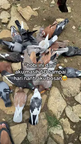 #fypシ゚ #merpatikolongbebas #peternakmerpati #merpatilovers #fyppppppppppppppppppppppp 