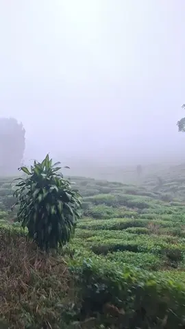 #fypppppppppppppppppp 