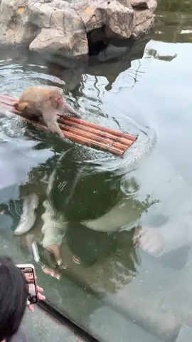 🤣🤣🤣#khoanhkhacdangyeu #petcute #khỉ 