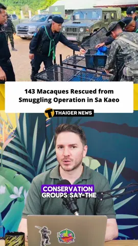 Authorities in Sa Kaeo rescued 143 macaques during a border raid targeting wildlife traffickers attempting to move the animals out of Thailand. The macaques were found in poor conditions and are believed to have been destined for illegal sale or exploitation abroad. Several suspects were detained under wildlife-protection laws, and officials say investigations are continuing to identify the broader network behind the operation. Conservation groups have praised the raid, noting that macaques are frequently targeted by smugglers due to high foreign demand. The rescue underscores Thailand’s ongoing efforts to combat illegal wildlife trade and protect native species. Authorities are now coordinating the animals’ transfer to rescue facilities where they can receive proper care.  #ThailandNews #WildlifeRescue #SaKaeo #StopWildlifeTrafficking #ConservationThailand #AnimalProtection #EnvironmentalJustice #ThailandUpdate #WildlifeCrime #SaveWildlife