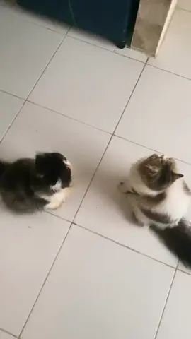 sampe berdirii nunggu diksh meo 😍 #kucinglucu 