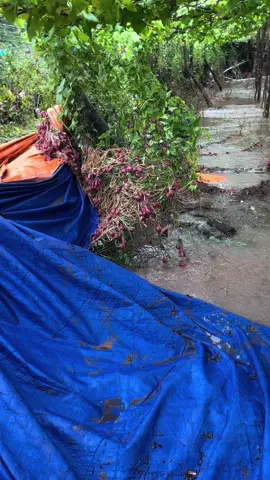 Mưa lớn một ngày thôi mà làng nho Thái An táng hoang hết #làngnhothaian#ninhthuancu