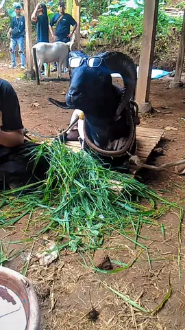 meni kasep kie#hpdkijawabarat #hpdkisubang #hpdkisumedang #lapangsepakbolagombong#hpdkigarut #fyp #viral