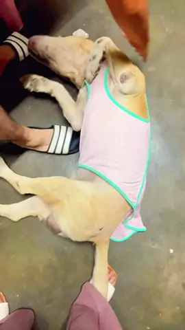 #ชุดหมา #เสื้อหมา #เสื้อผ้าสัตว์เลี้ยง #ชุดสุนัข #ชุดสัตว์เลี้ยง 