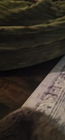 I just can't! That face gets me everytime! #tabbycat #fyp #catsoftiktok #cat #tabbycatsoftiktok 