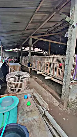 sessss bahan sw mu cah🔥🖐🏻 #kembarroosterfarm #bahanswmu #peternakmuda #bahanstory #ayambangkoksuper 