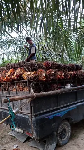 hasil nya banyak terus.