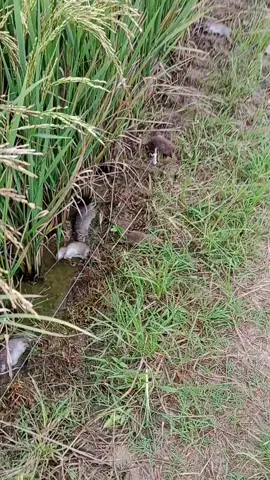 ndak umum tenan wesan😌#petanigenz #fyp #petanimuda #petaniindonesia🇮🇩🇮🇩🇮🇩🌿🌿 #tuban24jam 