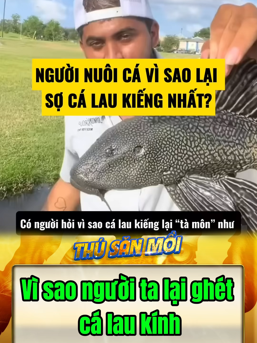 Vì sao người ta lại ghét cá lau kính #funnyanimals #kienthuc #khampha #thuvi #dongvat #calaukinh