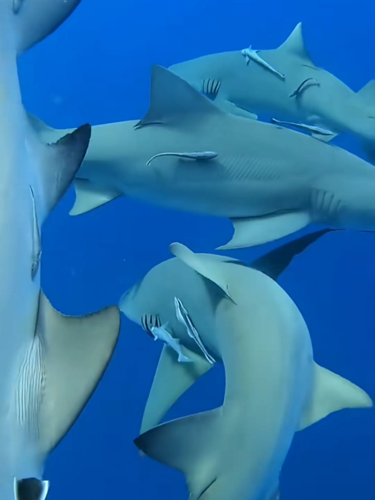 The Terrifying Reason You Should NEVER Jump Into the Sea #OceanDanger #SurvivalFacts #DeepSeaMystery #StaySafe #ViralVideo