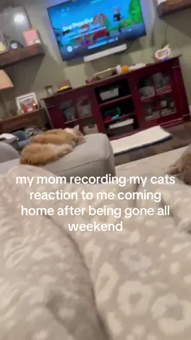 he loves me, hes so cute😭#pitterthecat #cat #funny #fyp #silly