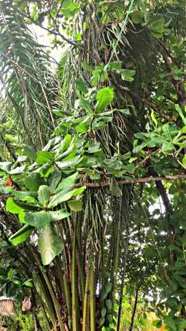 2 minggu sekali baru di keluarin😌#fyppppppppppppppppppppppp #beranda #foryoupage❤️❤️ #smashtitan115 #suzukismashindonesia 