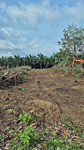 ppks yangambi ..#kebunsawit #fypsawit #sawitontiktok #sawit #ppksyangambi 