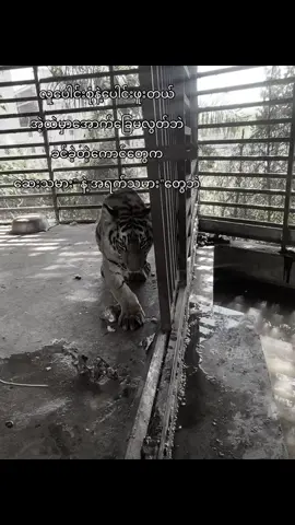 #foryou #tiktokmyanmar🇲🇲🇨🇳 #မြဝတီမြို့ #ရောက်ချင်တဲ့နေရာရောက်👌 