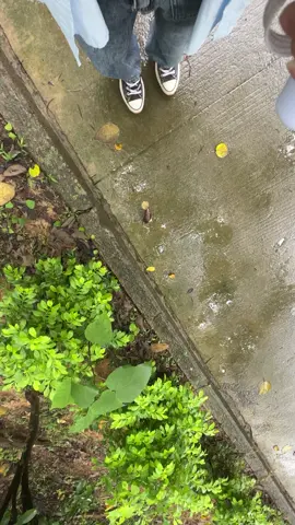 u like Converse？#converse #bugs #crush #snail 