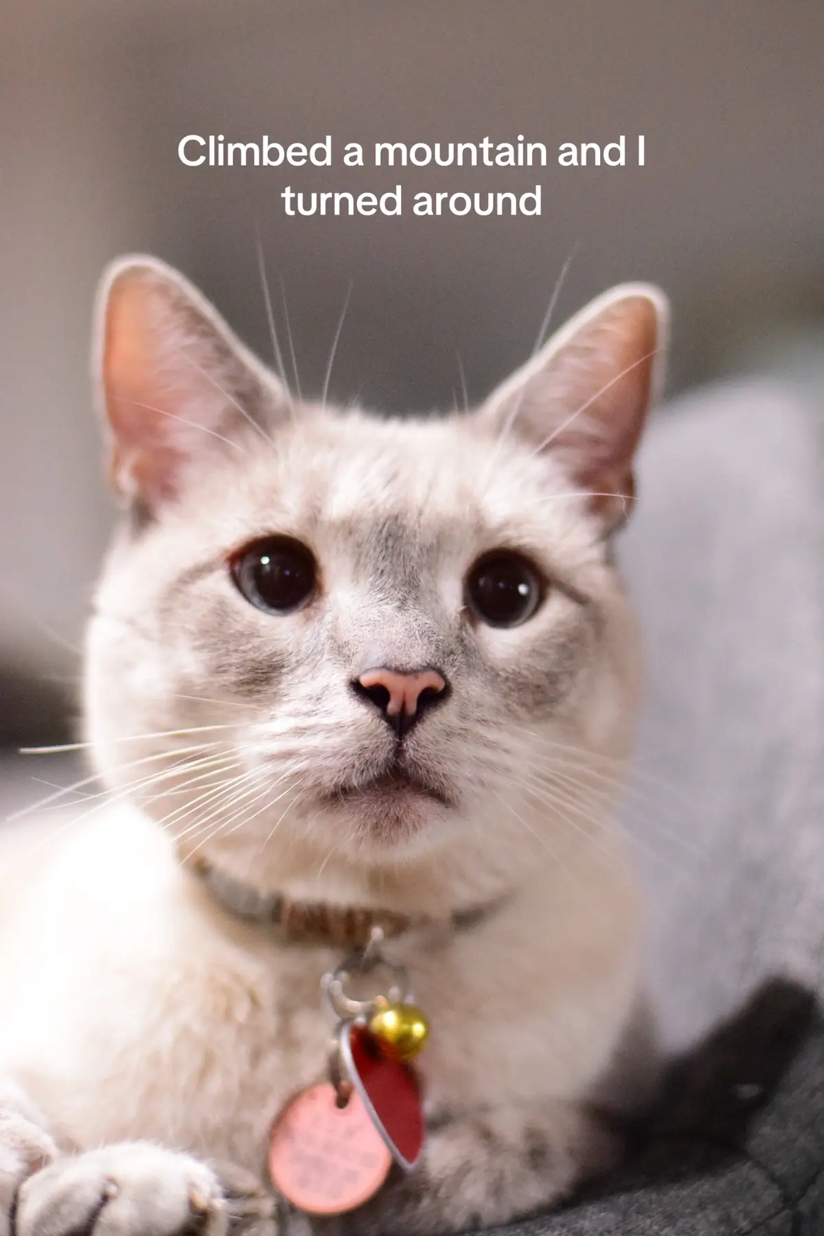 #kitten #kelso #catsoftiktok #furbaby #cattok 