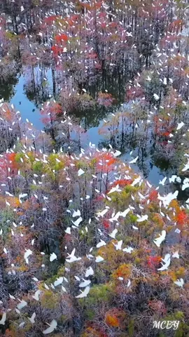 Đất lành chim đậu,người hiền lành thì Phước báu tự khắc sẽ đến. #binhyen #rednote #chill #xuhuong #motchutbinhyen 