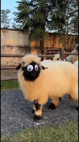 I wanna put these eyes on everything  #fyp #douyin #sheep #animals 