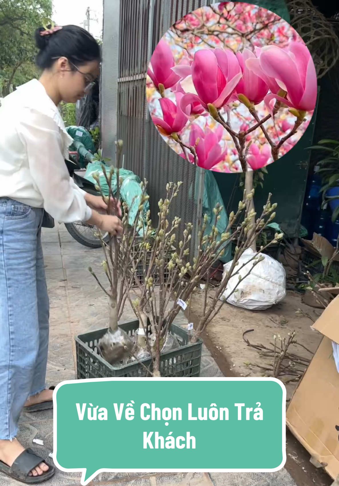 Mộc Lan cây siêu nhiều nụ vừa về là em phải chọn luôn để trả đơn cho các bác đấy ạ🥰 #nhavuonngoclam #cayhoa #moclan 