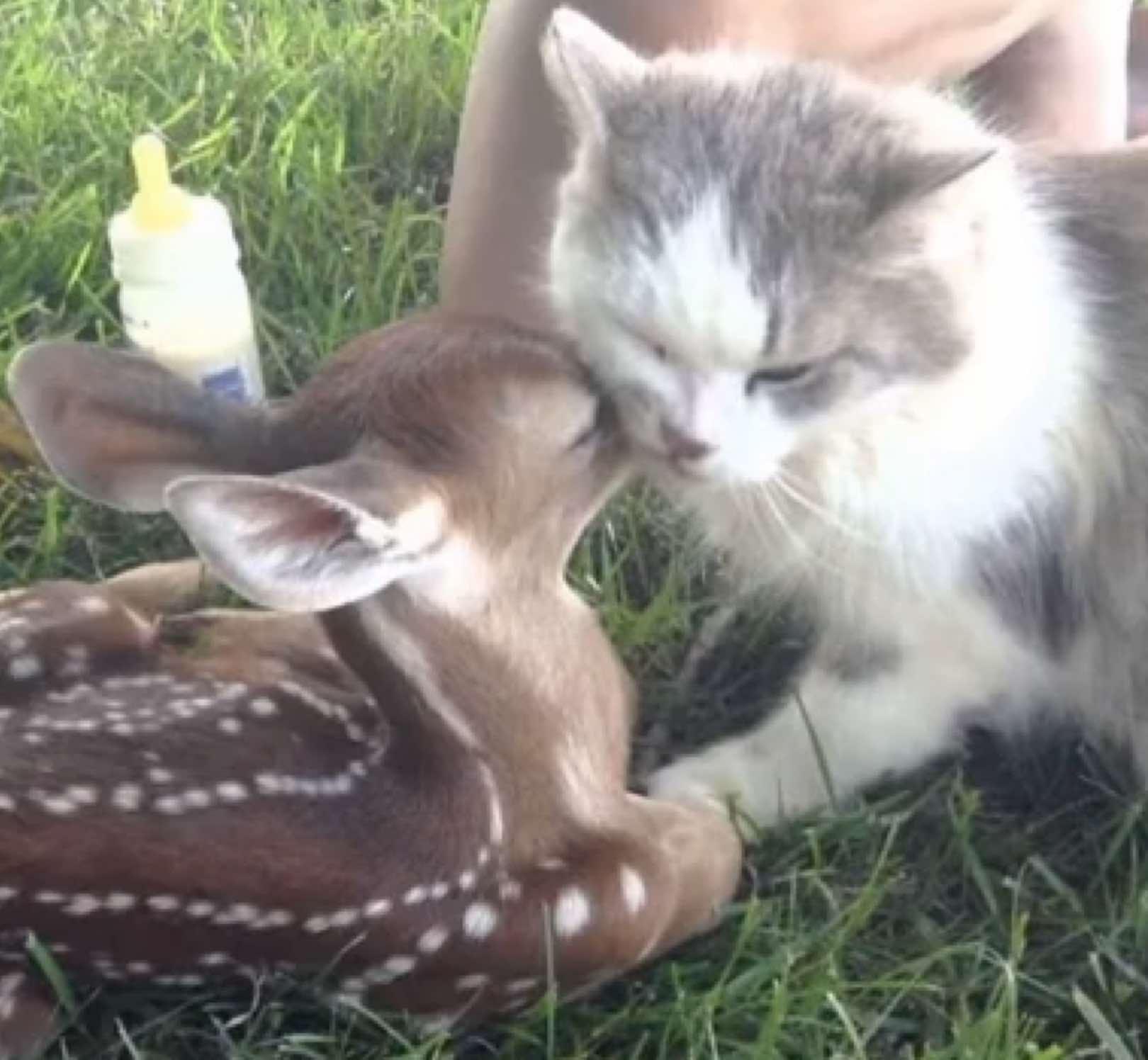 Deer & kitty #deer #cat #targetaudience 