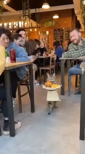 Kejadiannya diluar Negri, dikita harus ditiru.#kucing #viral #viralvideo #kucinglucu #kucingtiktok 