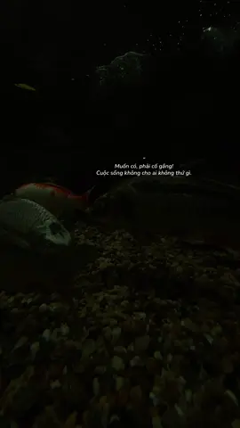 Chúc các con vợ may mắn.!🍀