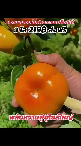 #พลับหวานพันธุ์ฟู่ยู่ #พลับหวาน #ลูกพลับเกาหลี 