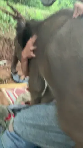 ดวงดีอยากนอนด้วย#คนเลี้ยงช้าง❤ #คนรักช้าง🐘💚 