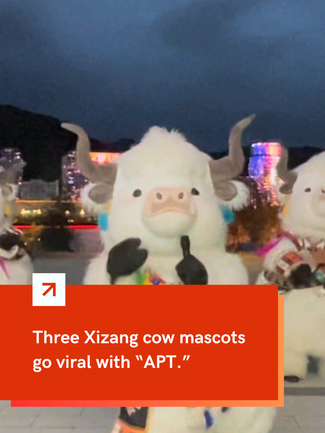 In #Xizang, China, three #cow mascots stole the show, jamming their hearts out to the #viral song “APT”! 🎵🐮