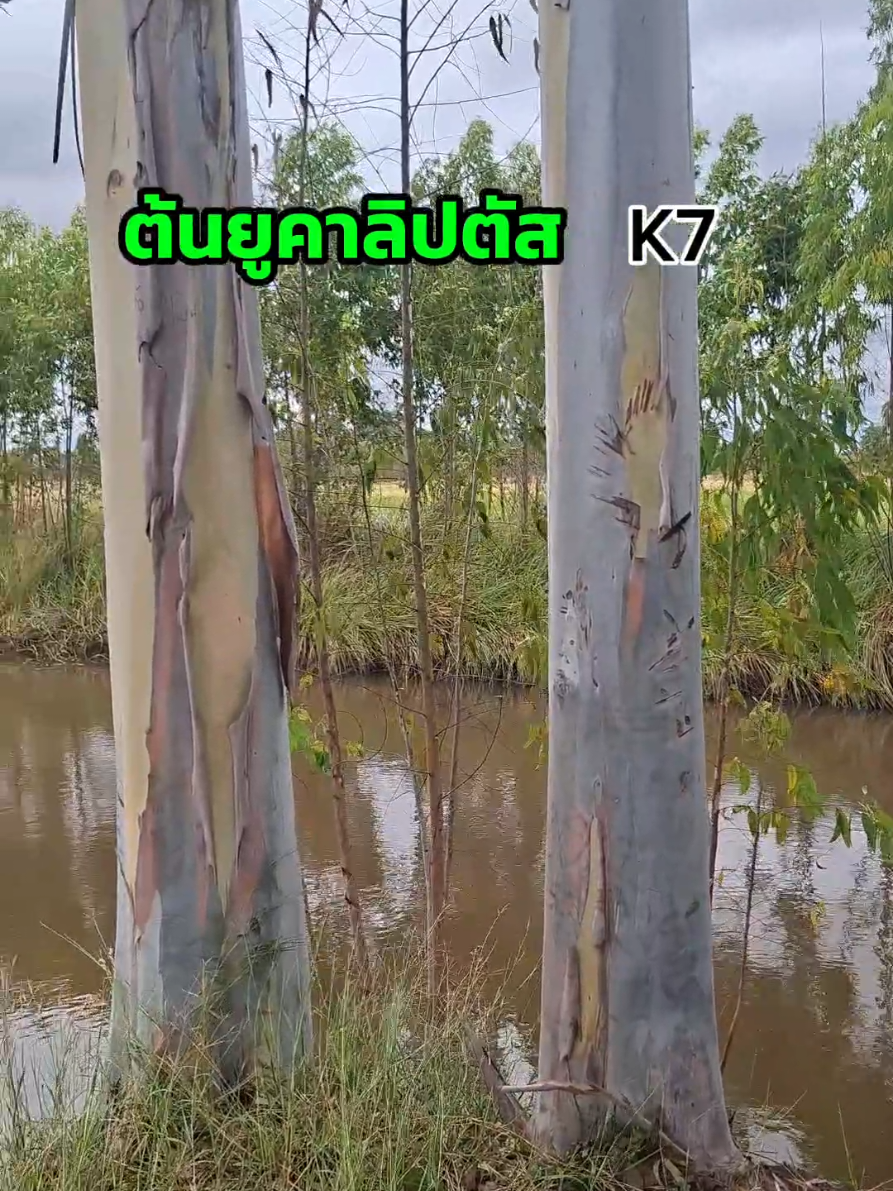 ใครจะปลูกยูคาบนคันนา 🤭 #ยูคาลิปตัส K7 #ปลูกต้นไม้ #ปลูกป่า #ปลูกต้นไม้ 
