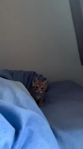 So cute #cutecat #pet #kucing #kitty #funny 