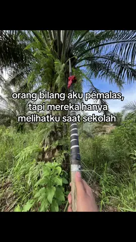 WongliyongertiOpo#promomakanharian#sawitontiktok #storysawit🌴🌴 #sawitkalimantan 