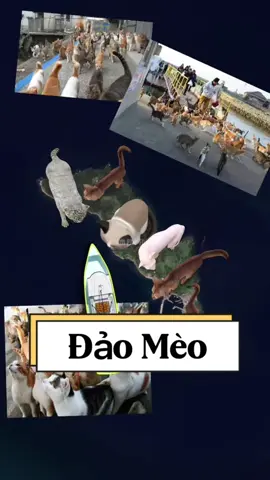 Bạn đã bao giờ nghe tới đảo Mèo này chưa? #kienthucthuvi #khamphathegioi #japan #viral #fyp 