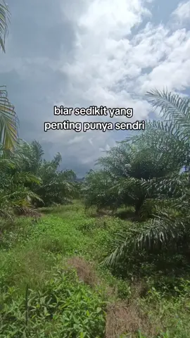 #storysawit #petanisawit  #petanimuda #petaniindonesia  #anakmudatani #petanimilenial 