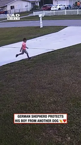 #dogs #edit #wybijsie #viral #fyp 