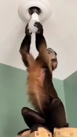 Monkey electrition#Full funny video#shorts 