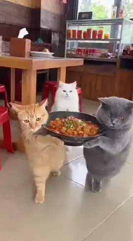 Trio meong bawa seblak semangkok gede.  #aivideo #kucing #kucinglucu #kucingtiktok #kucingoren 