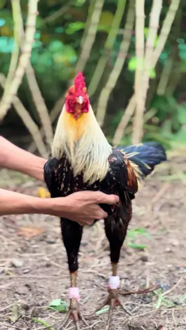 Chuối chân xanh 🐔🐔🐔🥰🥰🥰#xuhuongtiktok #nhachaymoingay #dagacuasat 